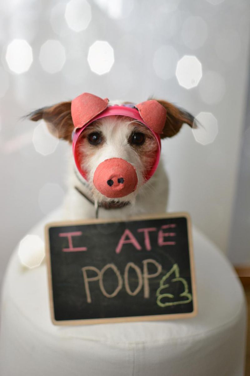 Dog dressed as pig