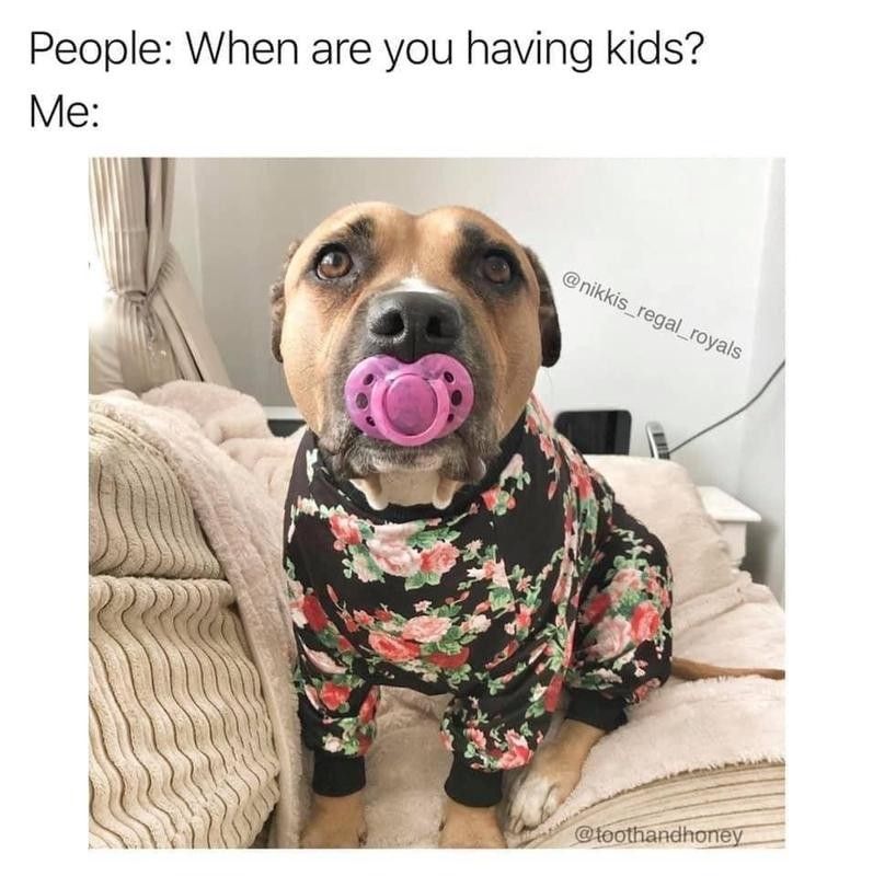 Dog dressed like a baby with pacifer