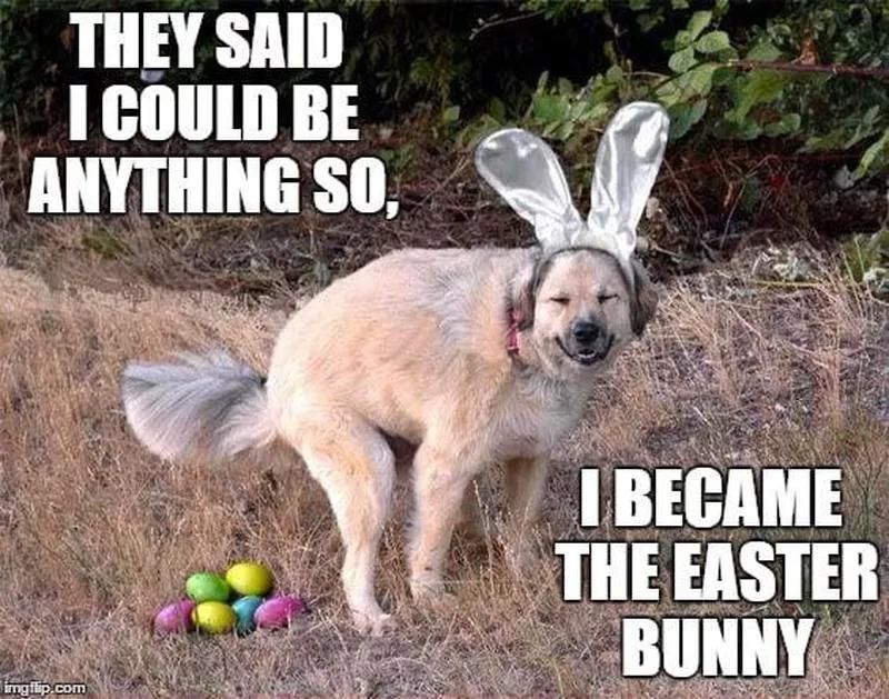 Dog dressed up as the Easter Bunny
