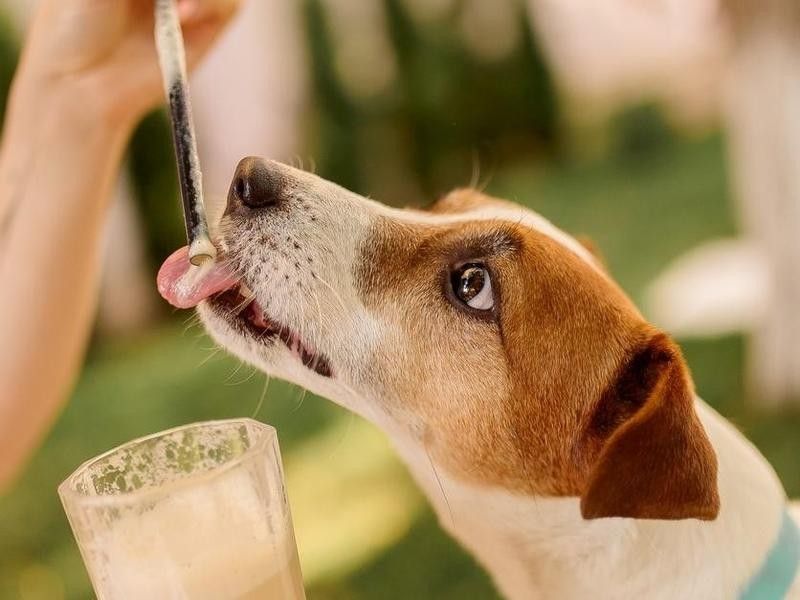 Dog drinking dairy drink from a straw