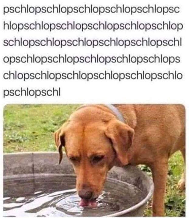 Dog drinking water meme