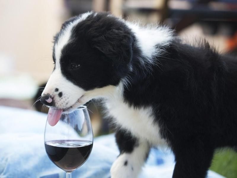 Dog drinking wine in a wine glass