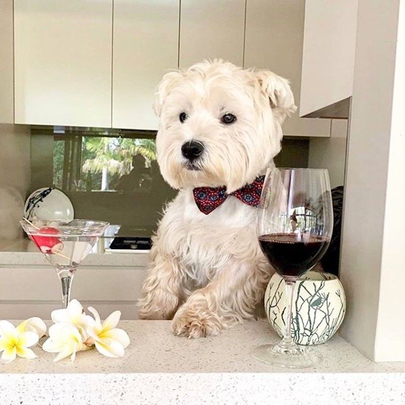 Dog drinking wine