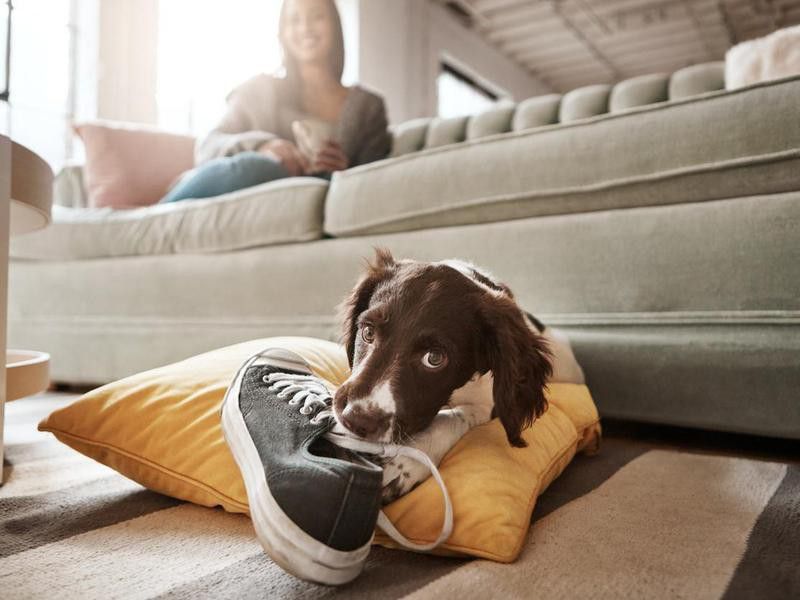 Dog eating a sneaker