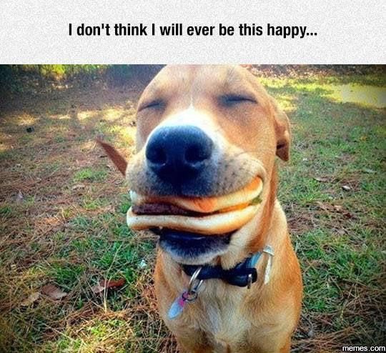 dog eating cheeseburger
