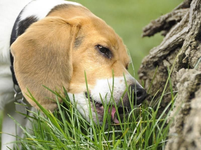 Dog eating grass and fertilizer