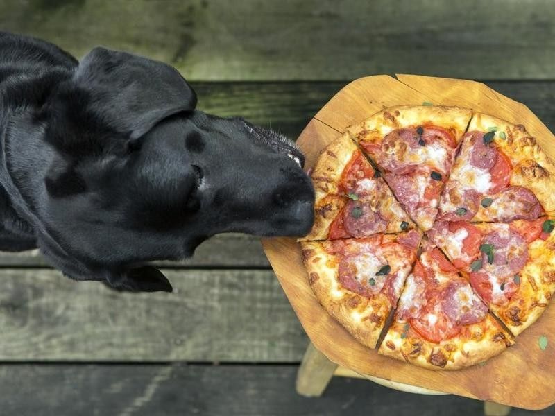 Dog eating pizza