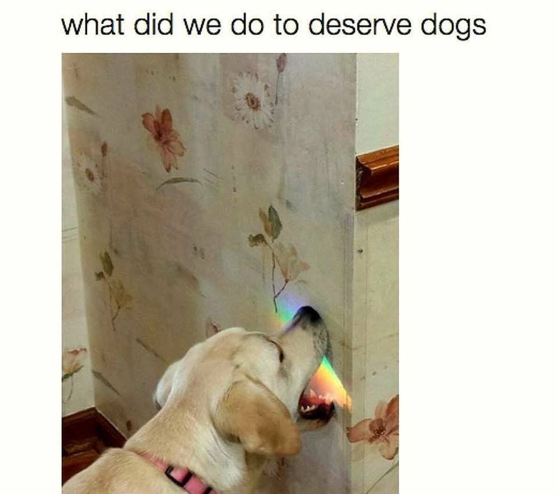 Dog eating rainbow