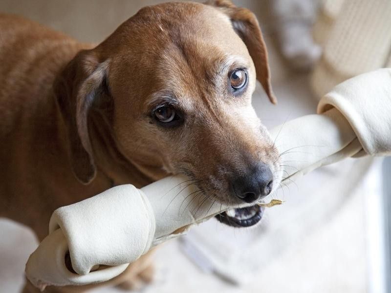 Dog eating rawhide bone