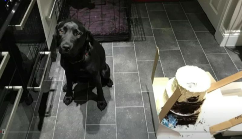 Dog eating wedding cake