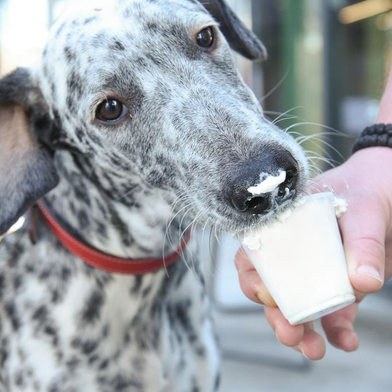 Dog eating whipped cream from small cup