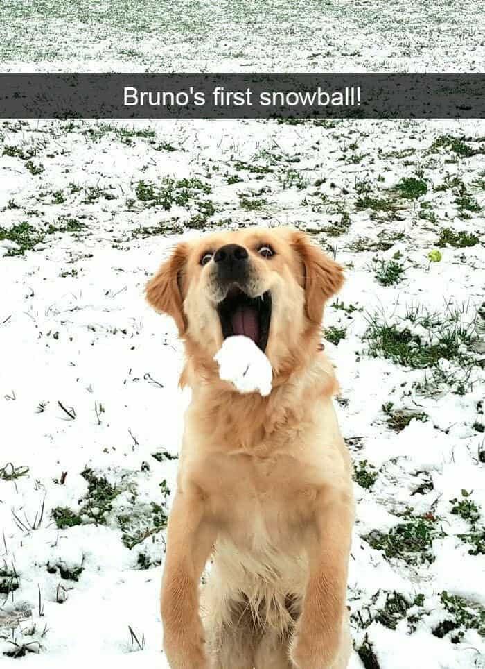 Dog eats a snowball