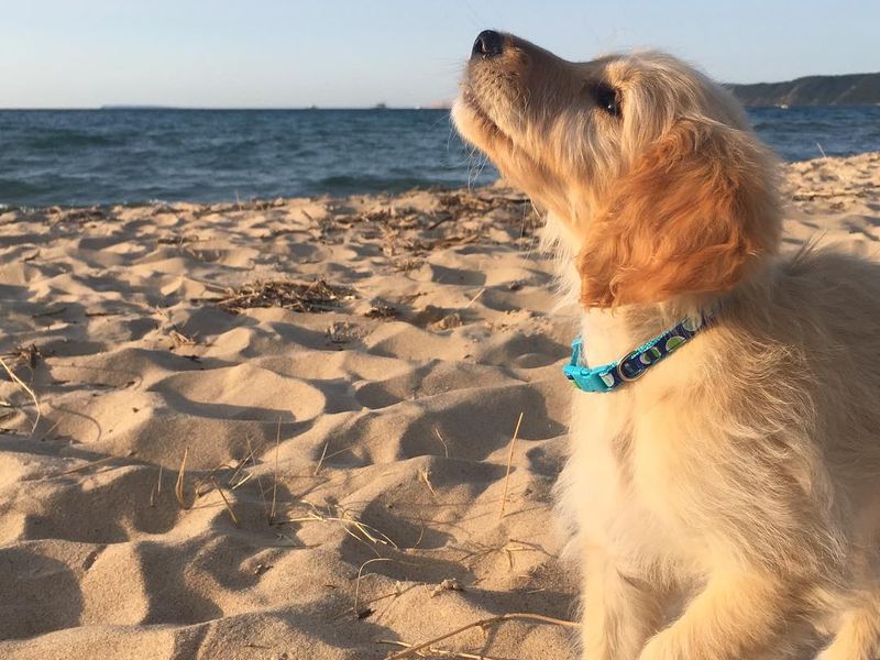 Dog enjoying the beach at Traverse City