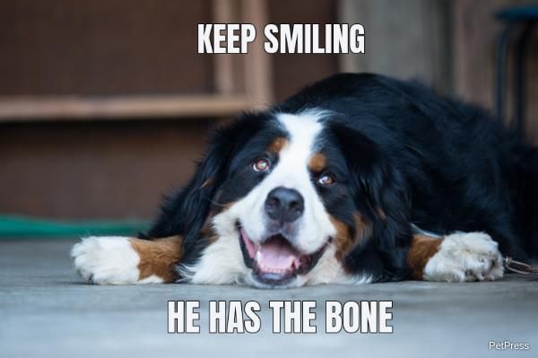 Dog found the bone meme