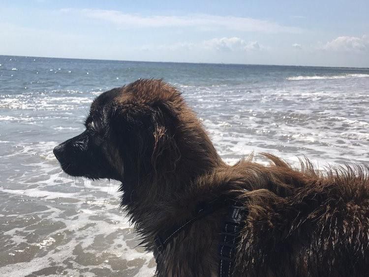 Dog friendly beach at Bald Head Island