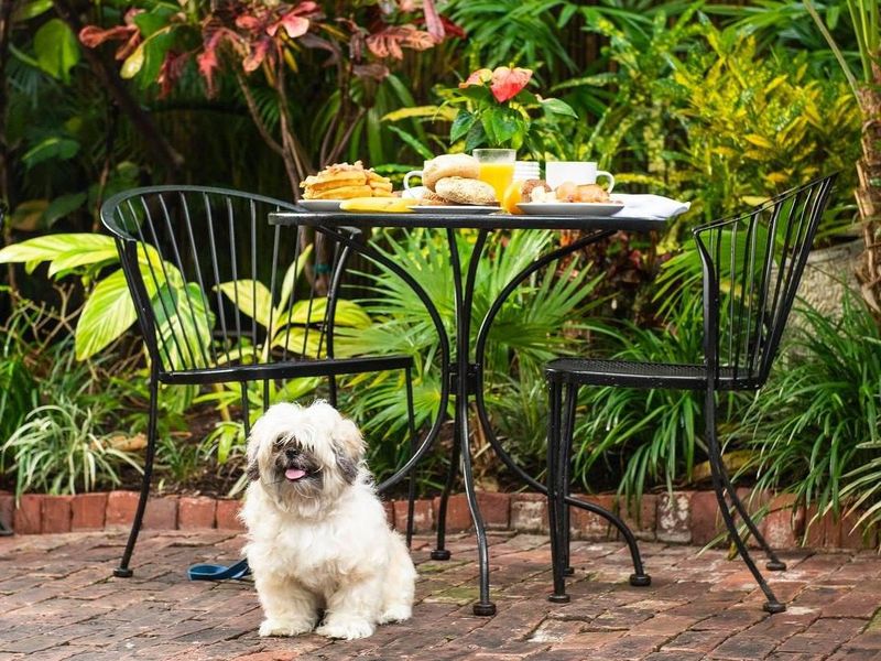 Dog-friendly breakfast in Key West