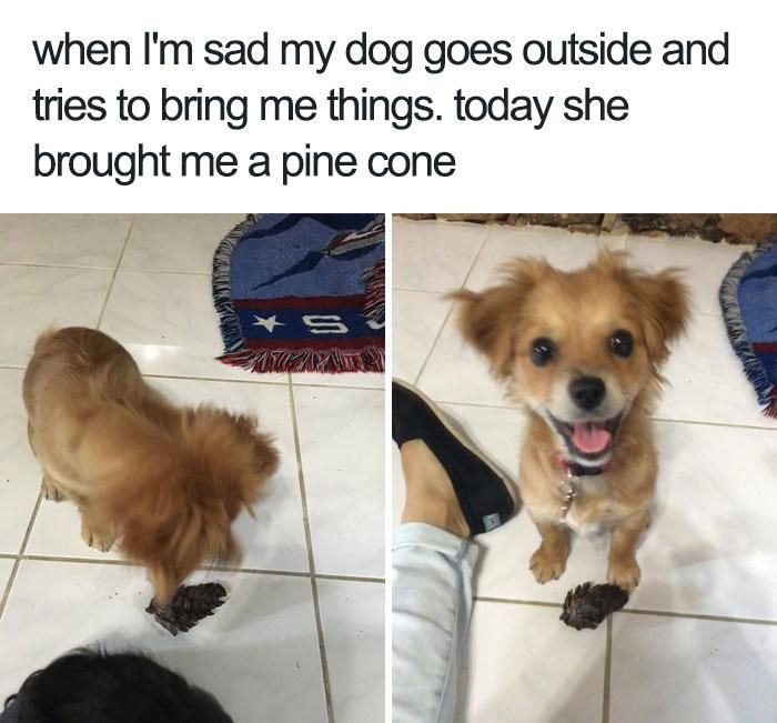 dog gifting a pine cone