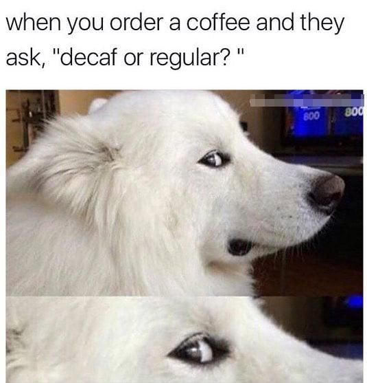 Dog glaring at decaf coffee