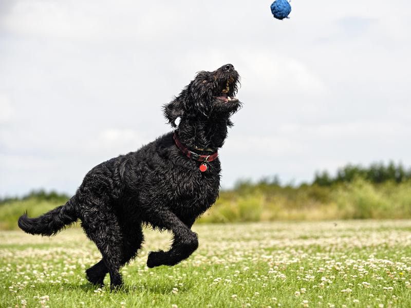Dog going after a ball