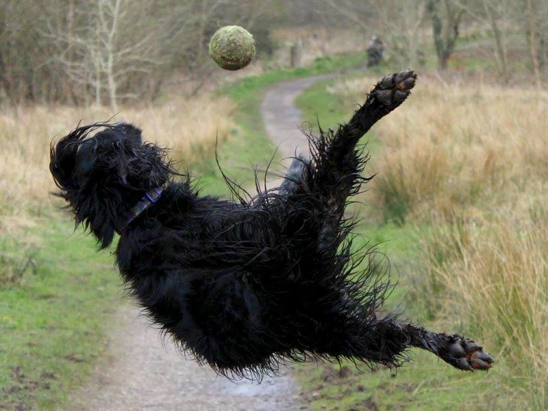 Dog going after ball