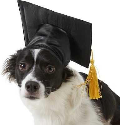 Dog graduation hat