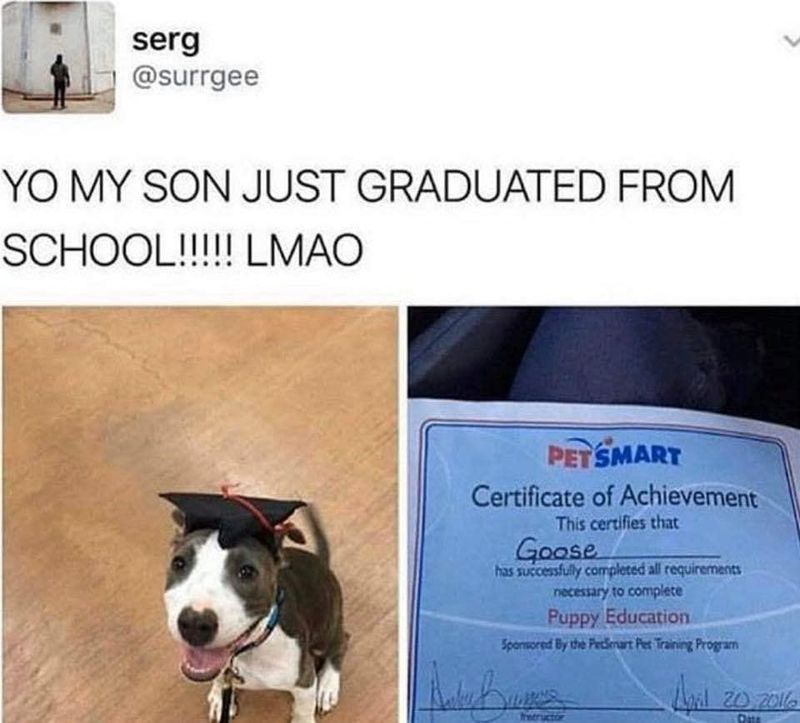 Dog graduation meme