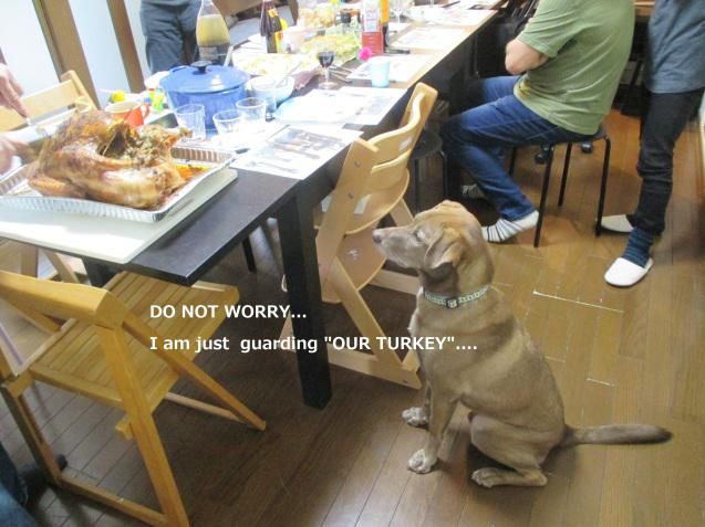 Dog guarding the turkey