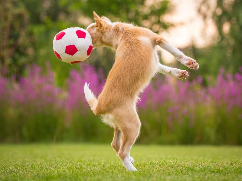dog heading a ball