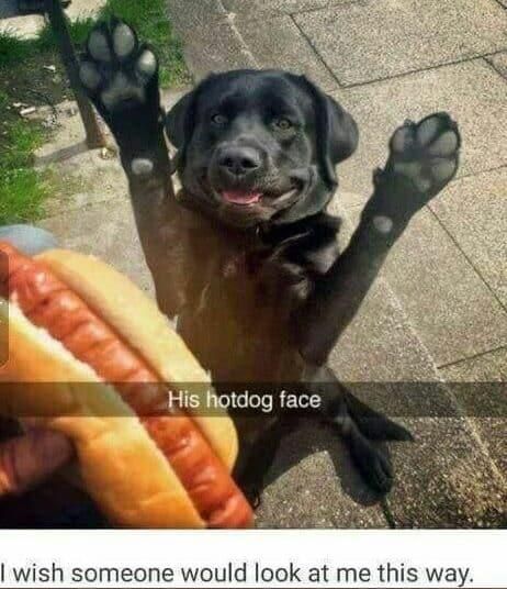 Dog hungry for a hot dog