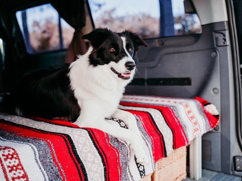 Dog in a minivan