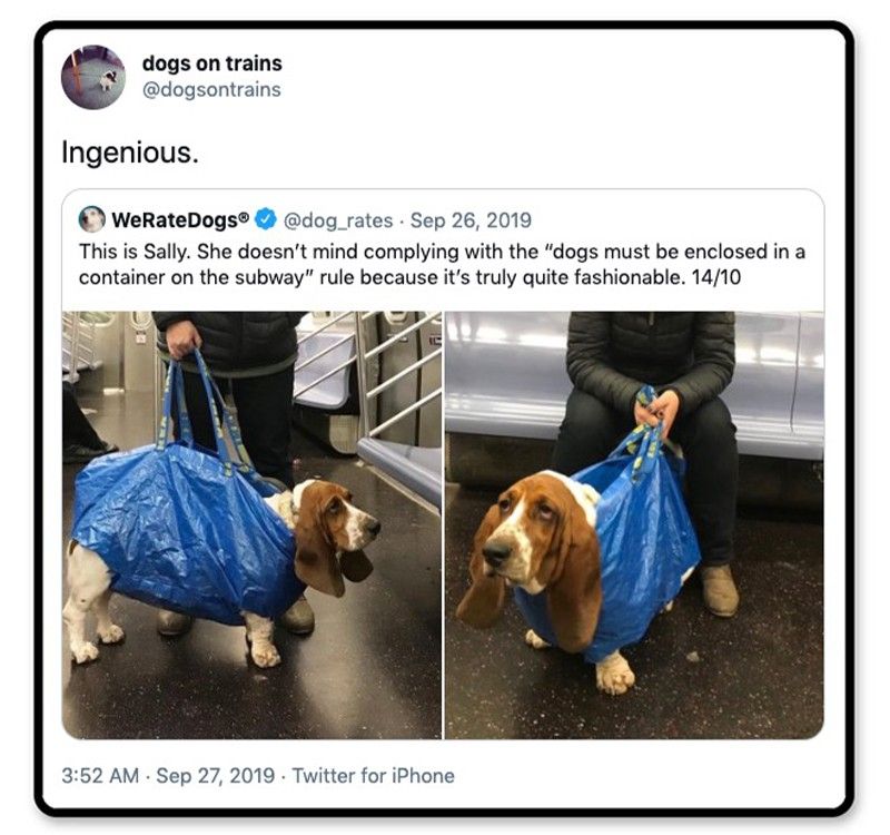 Dog in an Ikea bag