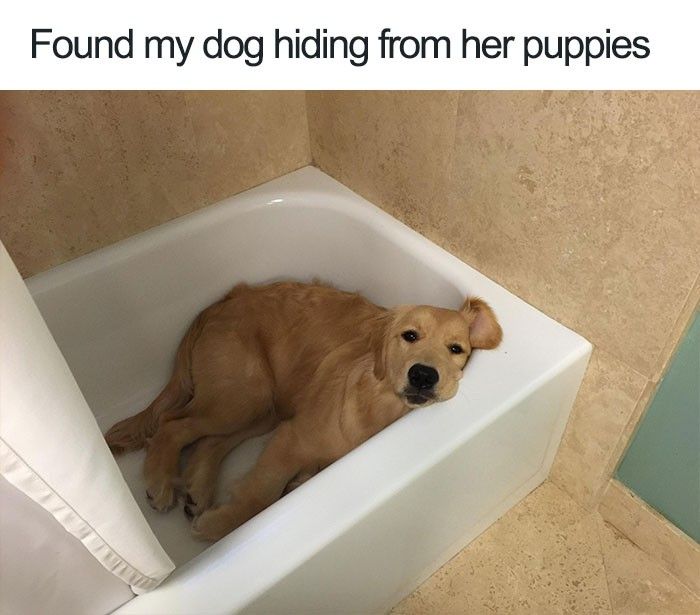 Dog in bathtub