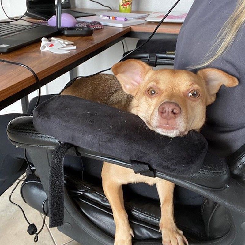 Dog in chair at work