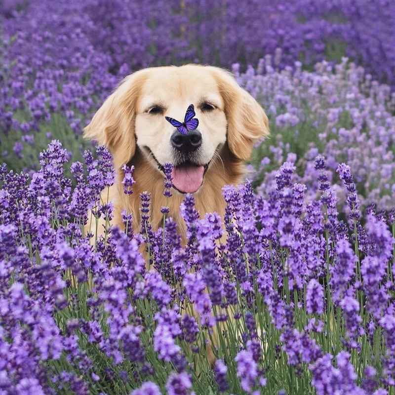 Dog in flower field