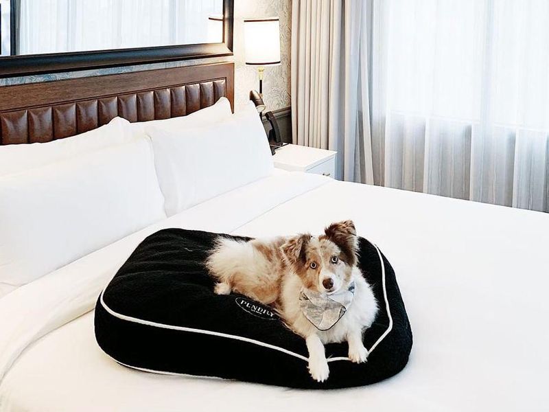 Dog in hotel room at Pendry San Diego