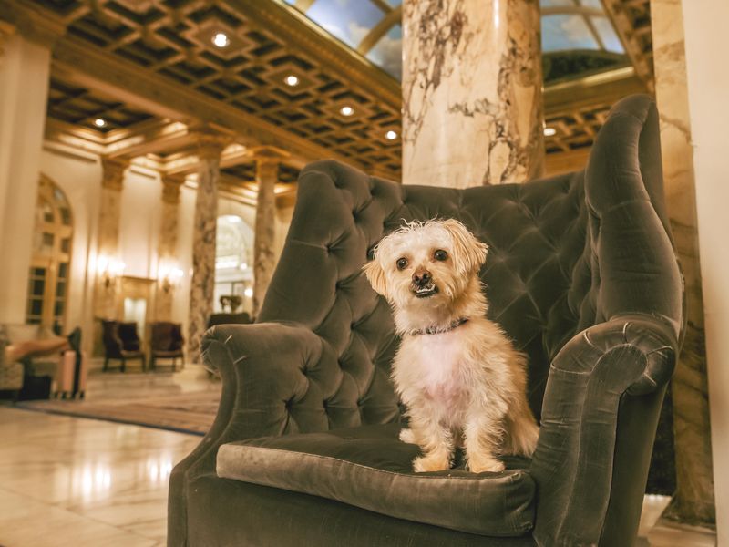 Dog in lobby at Fairmont Copley Plaza