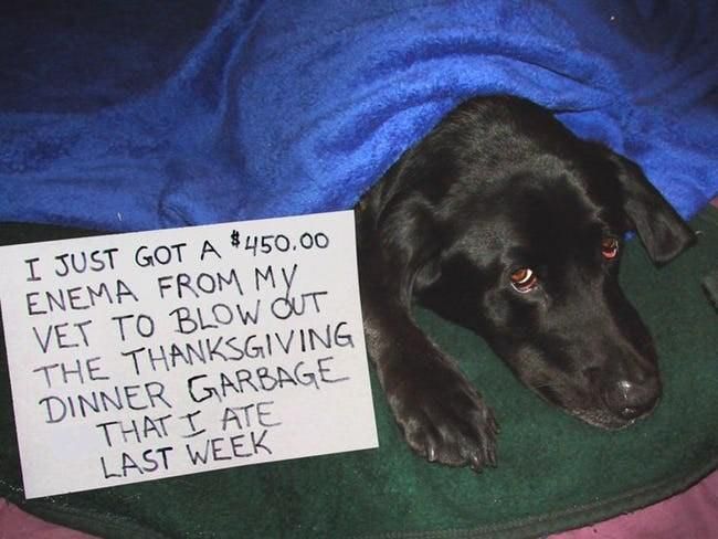 Dog in trouble for eating all the Thanksgiving trash