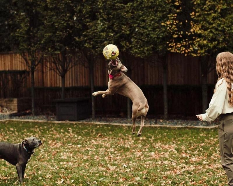 Dog jumping in Patrick Mahomes' yard