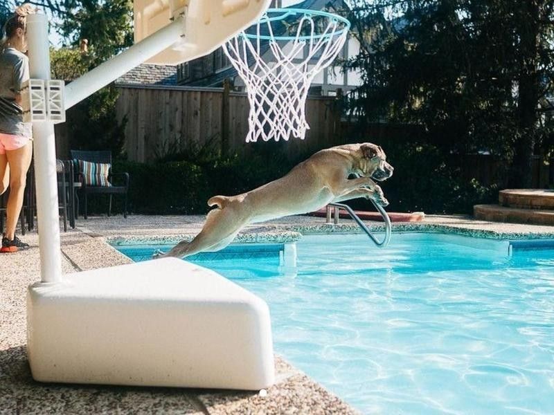 Dog jumping into a pool