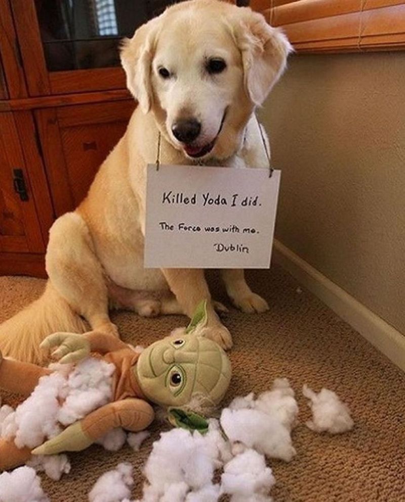 Dog killed Yoda