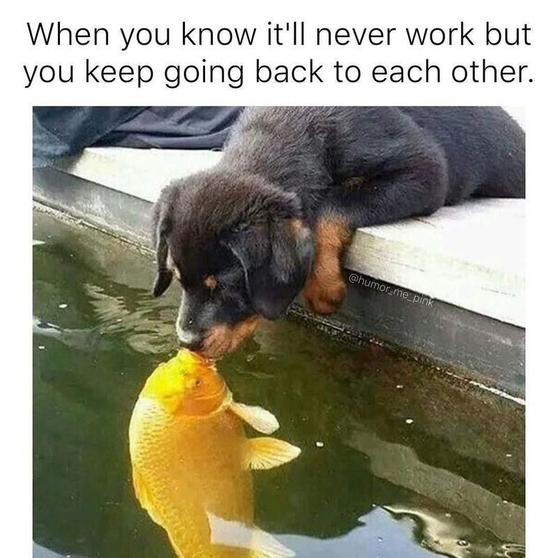 Dog kissing fish meme