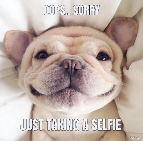 Dog laying down and taking a selfie