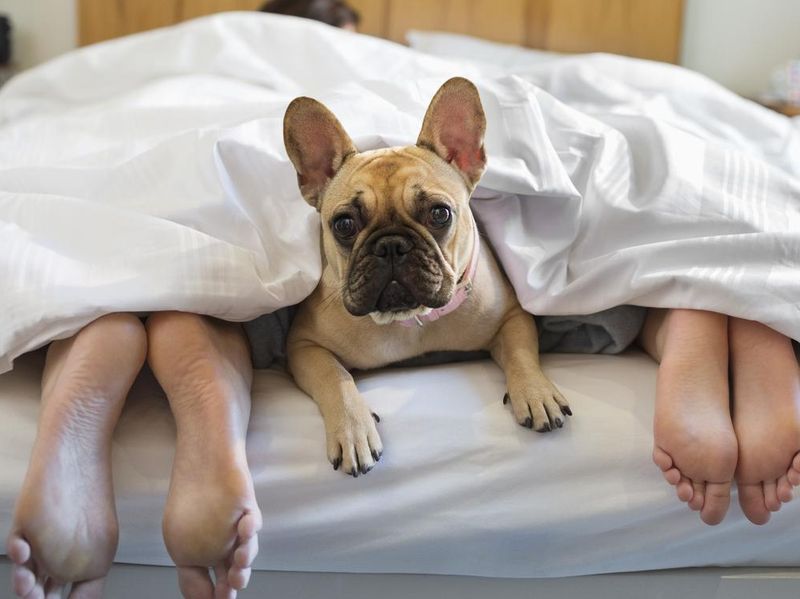 Dog laying under covers with couple