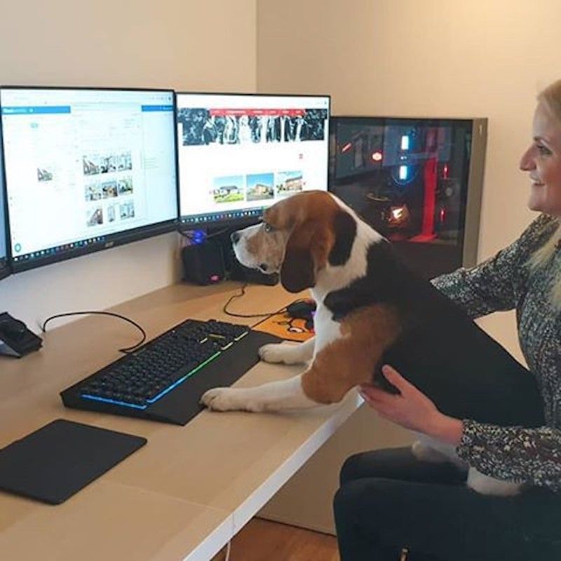 Dog learning computers