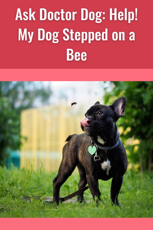 Dog Stepped on A Bee