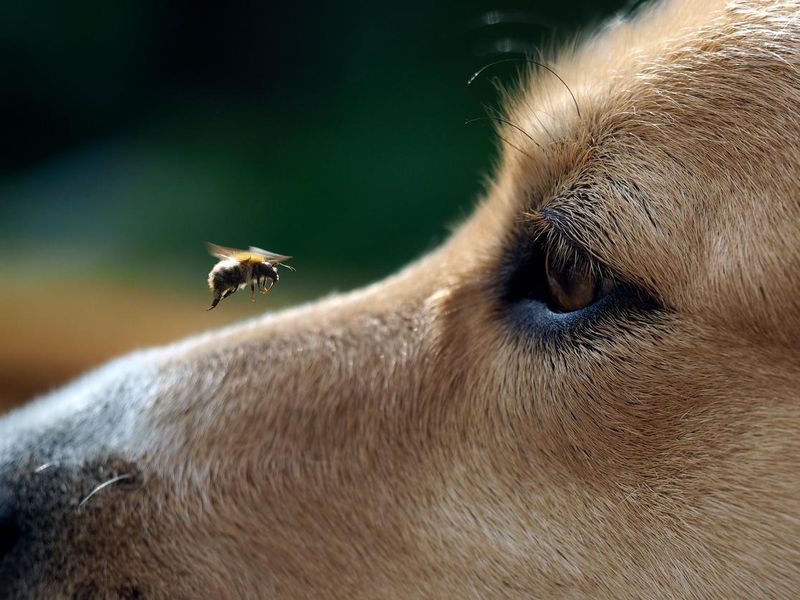 Dog looking at a bee close up