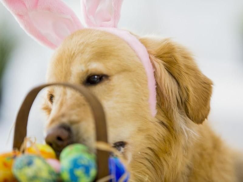 Dog looking at chocolate Easter candy
