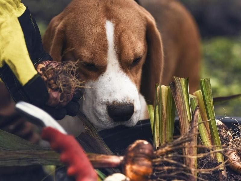 Dog looking at onions in garden