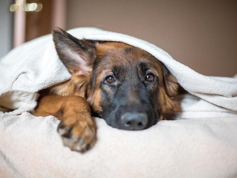 Dog looking under blanket