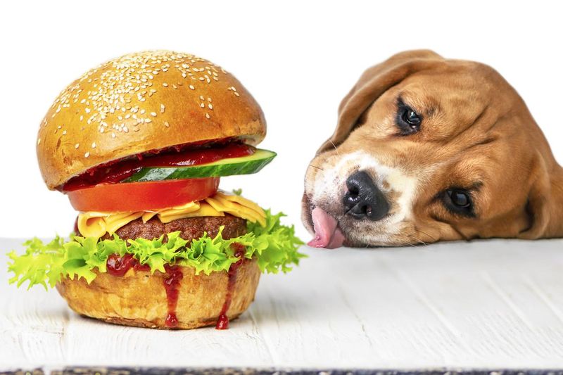 Dog looks at burger
